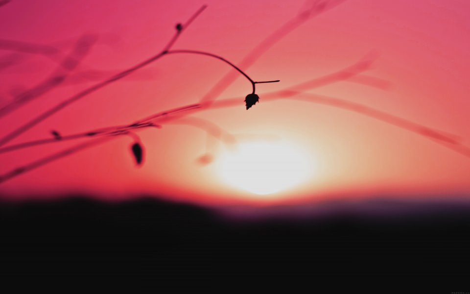 Download Pink Sunset Black Leaf Sihouette wallpaper