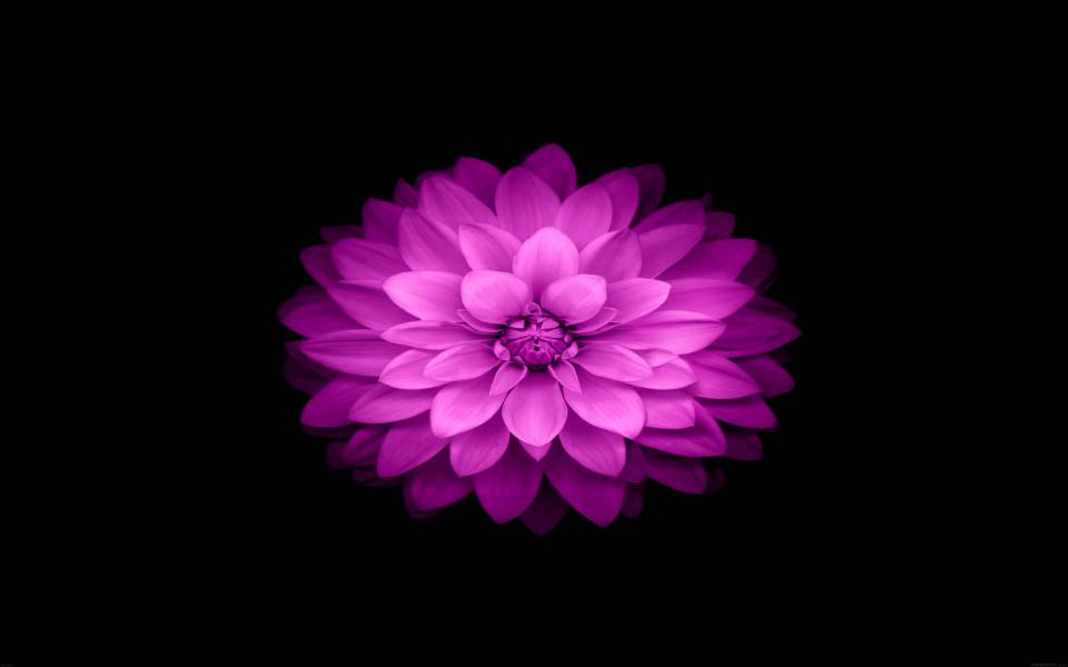 Download Purple Bold Flower Petals wallpaper