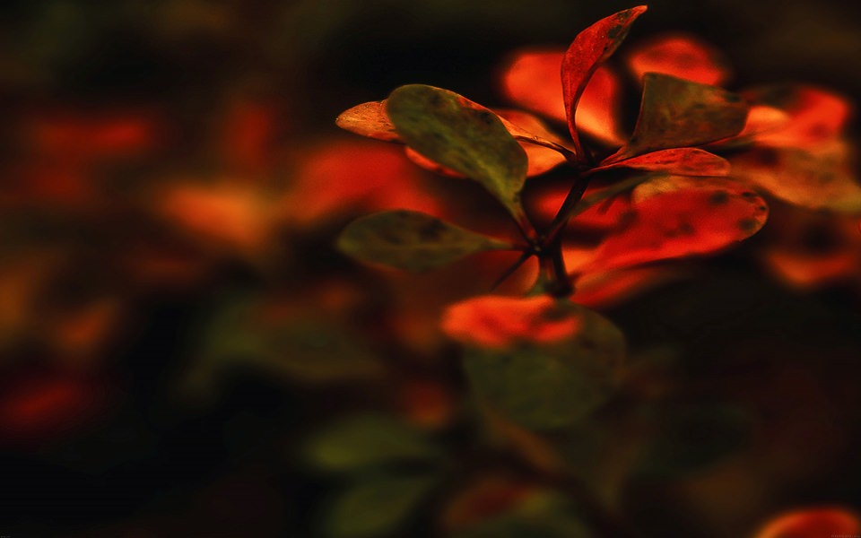 Download Red Light On Leafy Plant wallpaper