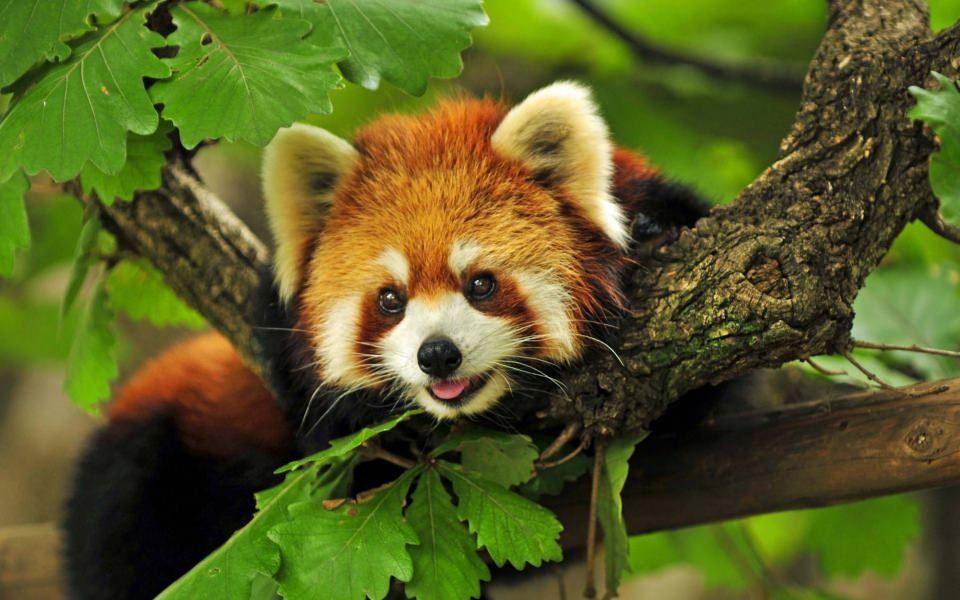 Download Red Panda In Tree wallpaper