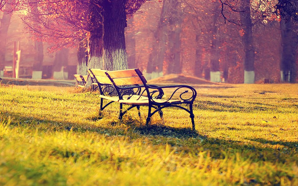 Download Romantic Benches In Park wallpaper
