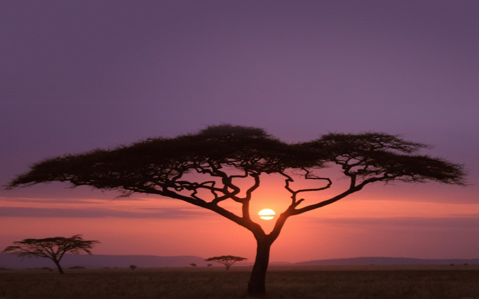 Download Safari Tree At Sunset wallpaper