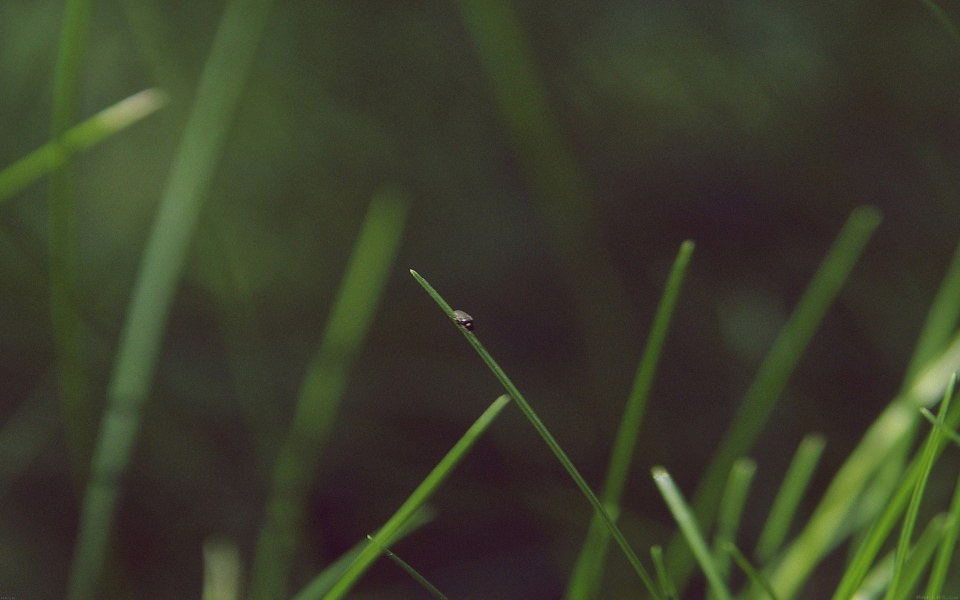 Download Small Insect On Grass Blade wallpaper