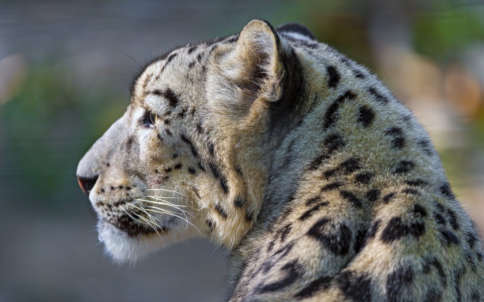 Download Snow Leopard Profile wallpaper