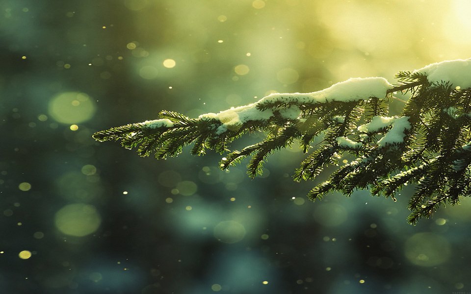 Download Snow On Branch wallpaper