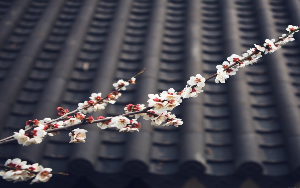 Download Spring Blossom Flower wallpaper