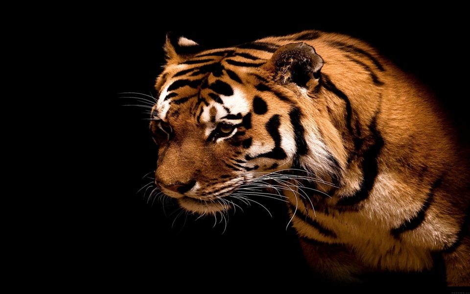 Download Tiger Head wallpaper
