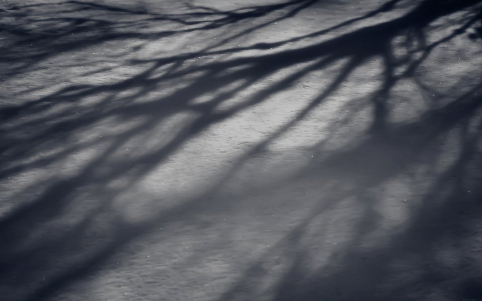 Download Tree Shadow On Snow wallpaper
