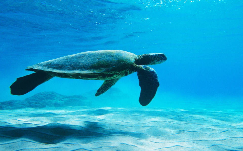 Download Turtle In The Sea wallpaper