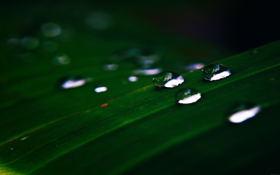 Download Water Droplets on Leaves wallpaper