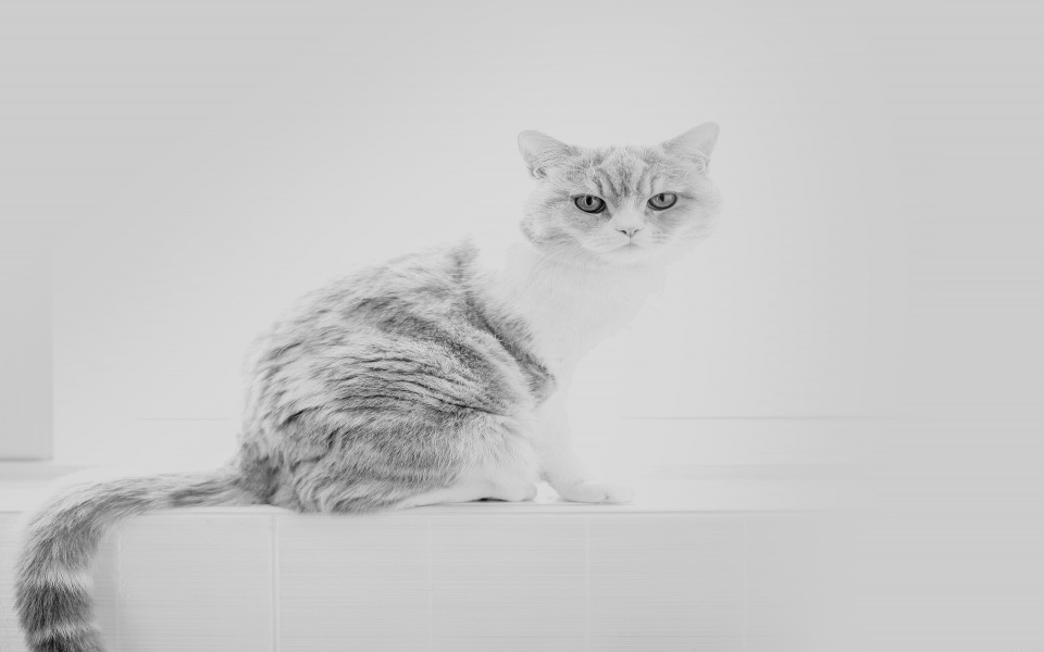 Download White And Grey Cat On A White Background wallpaper