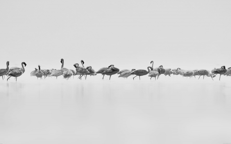Download White Flamingo Flock wallpaper