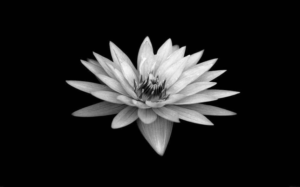 Download White Flower Sony Xperia Z Background Wallpaper - GetWalls.io