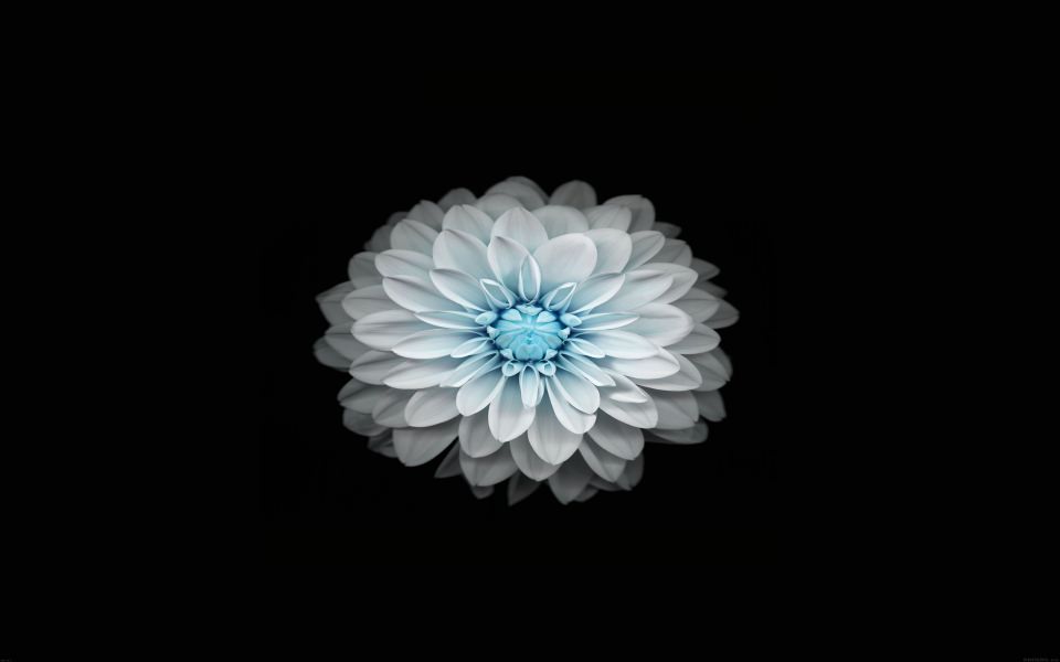 Download White Flower With Blue Centre wallpaper