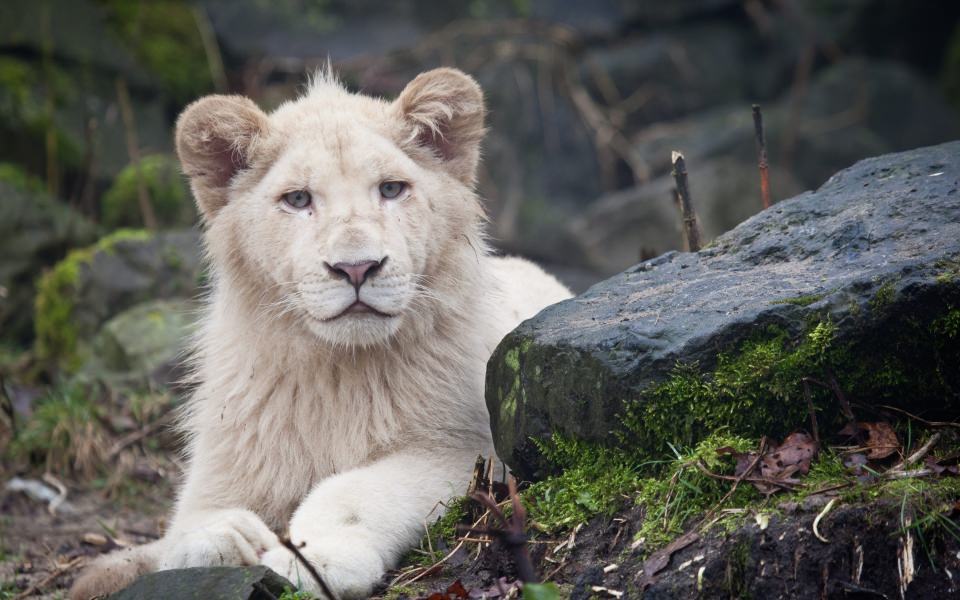 Download White Lion Cub wallpaper