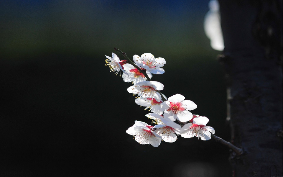 Download White Sakura Flower Spring wallpaper