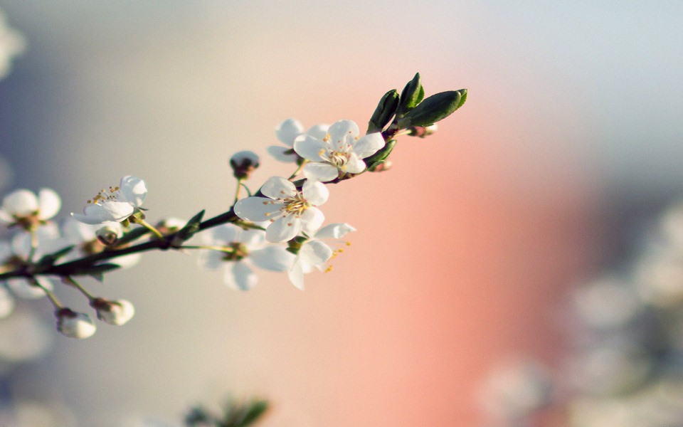 Download White Spring Flower wallpaper