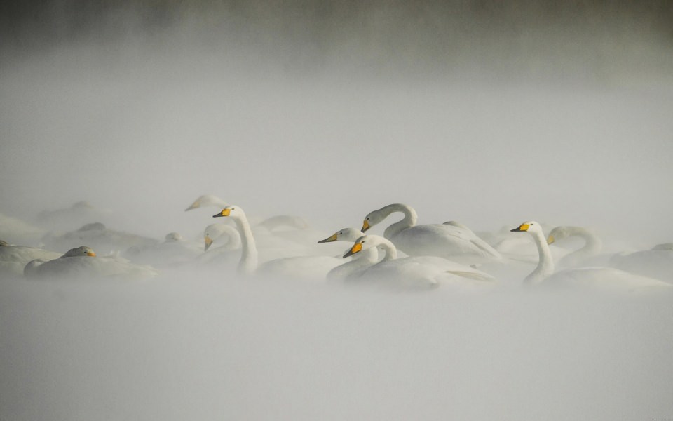 Download White Swans In Mist wallpaper