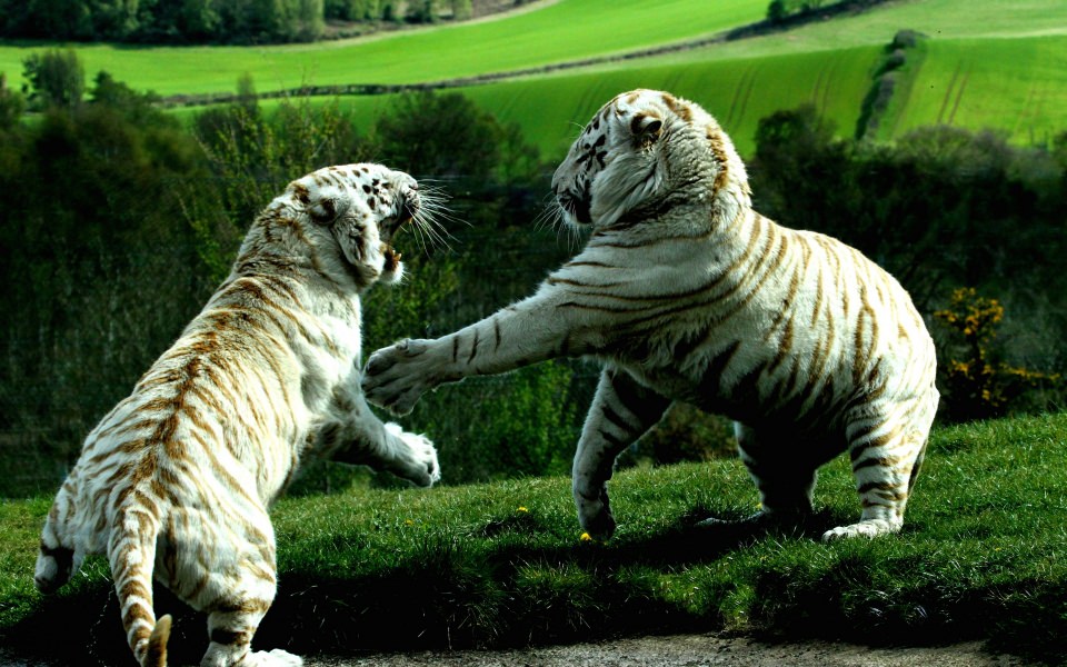 Download White Tigers Playing wallpaper