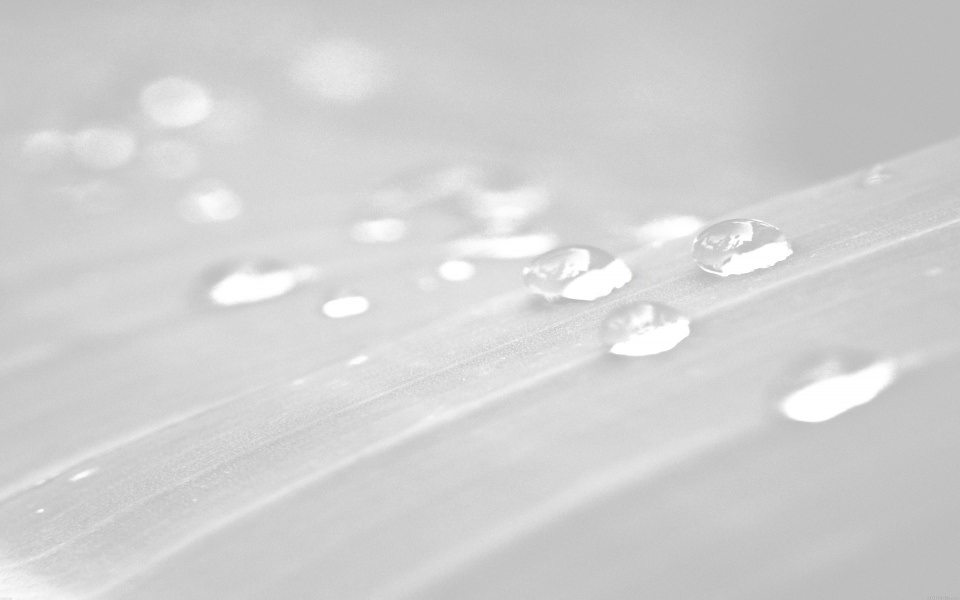Download White Water Droplets On Leaves wallpaper