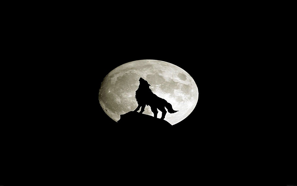 Download Wolf Howling On Full Moon wallpaper