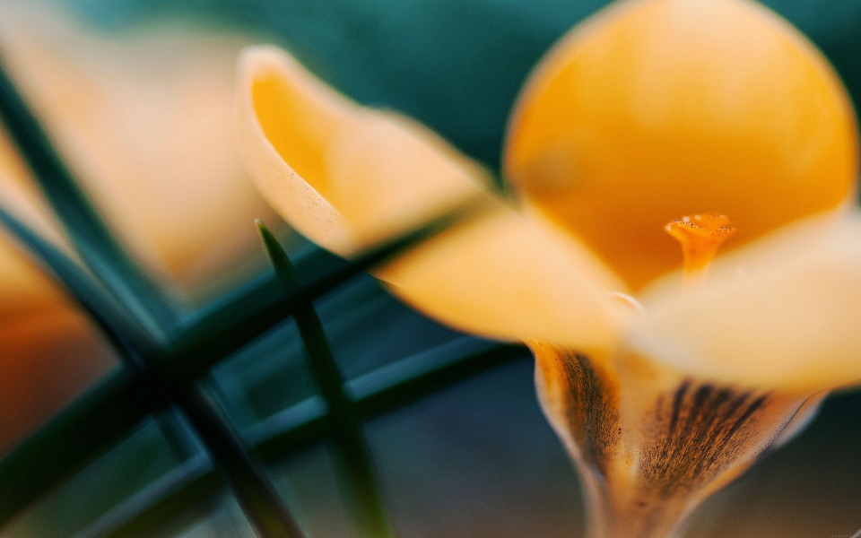 Download Yellow Flower Close-Up wallpaper