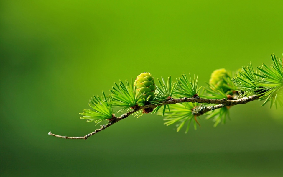 Download Young Pine Branch wallpaper