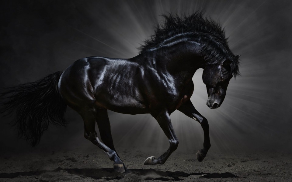 Download Black Beauty Horse wallpaper