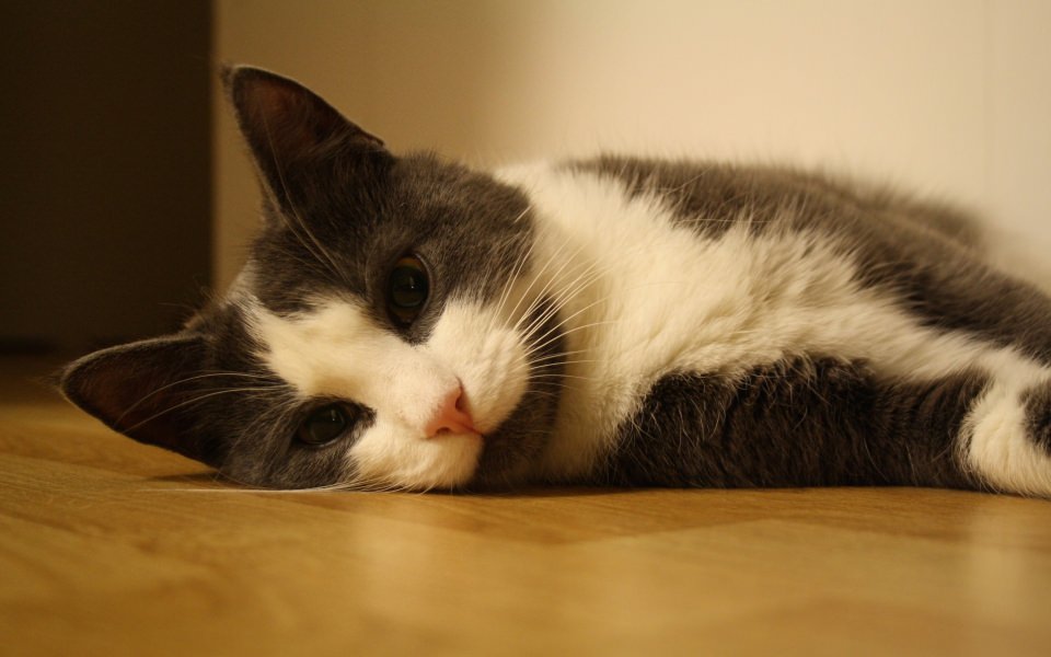 Download Cat Laying On The Floor wallpaper