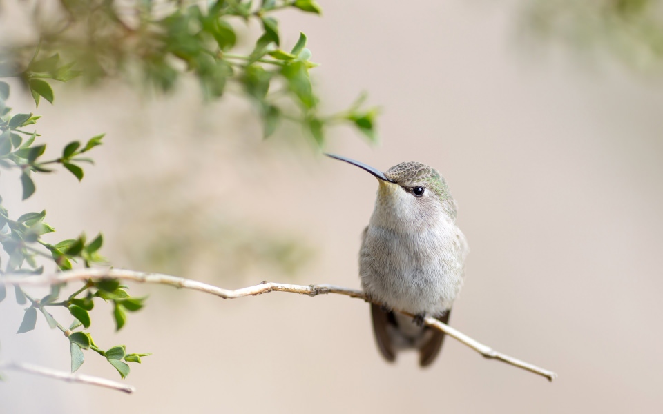 Download Hummingbird On Branch wallpaper