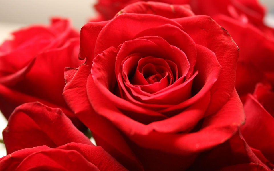 Download Red Rose wallpaper
