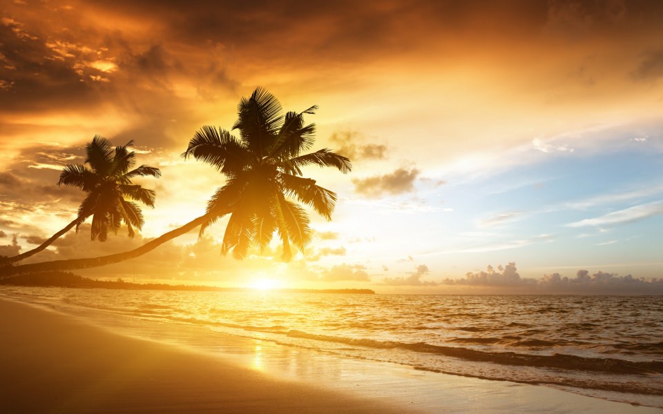 Download Sunset Over Palm Trees wallpaper