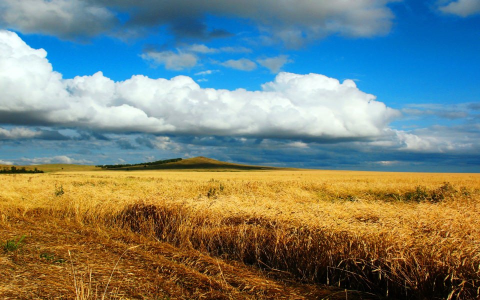 Download Wheat Field in Autumn wallpaper