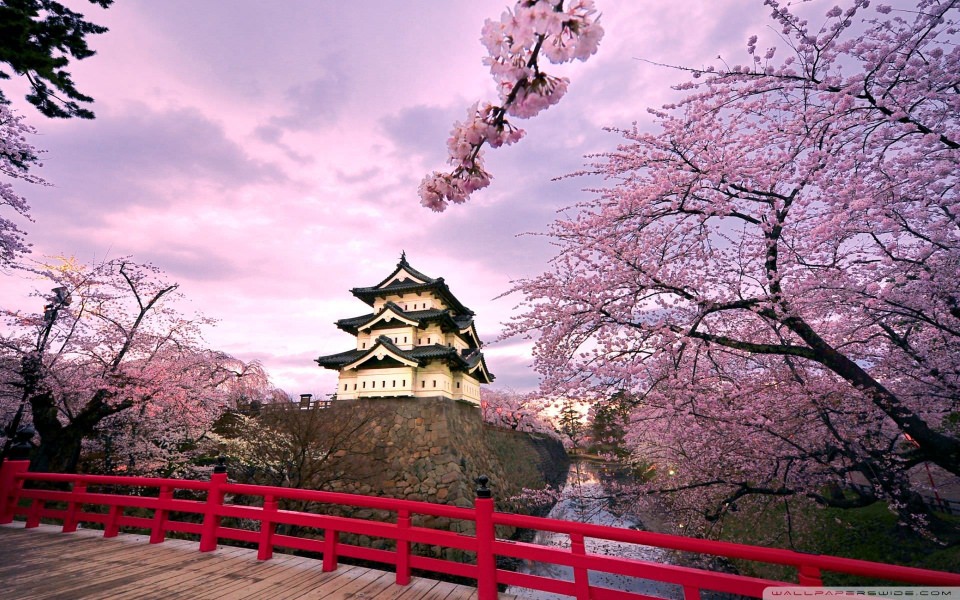Download Cherry Blossoms Trees Pics wallpaper