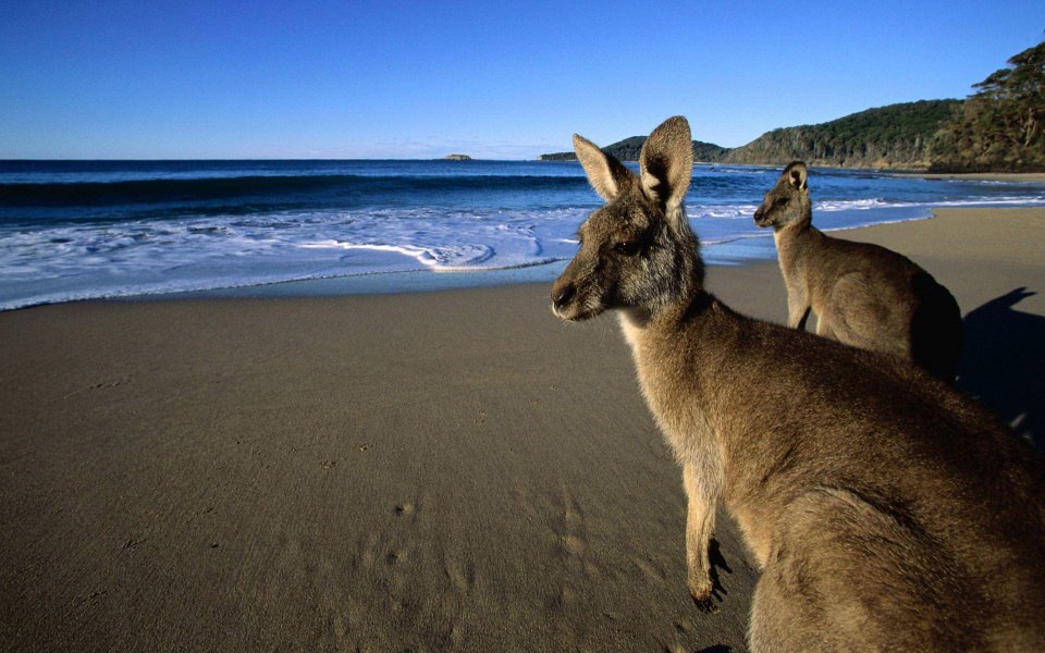 Download Australia Beaches 2020 pics wallpaper