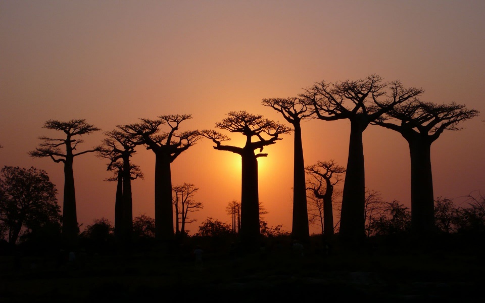 Download Baobab Tree Tallest Forest 2020 wallpaper
