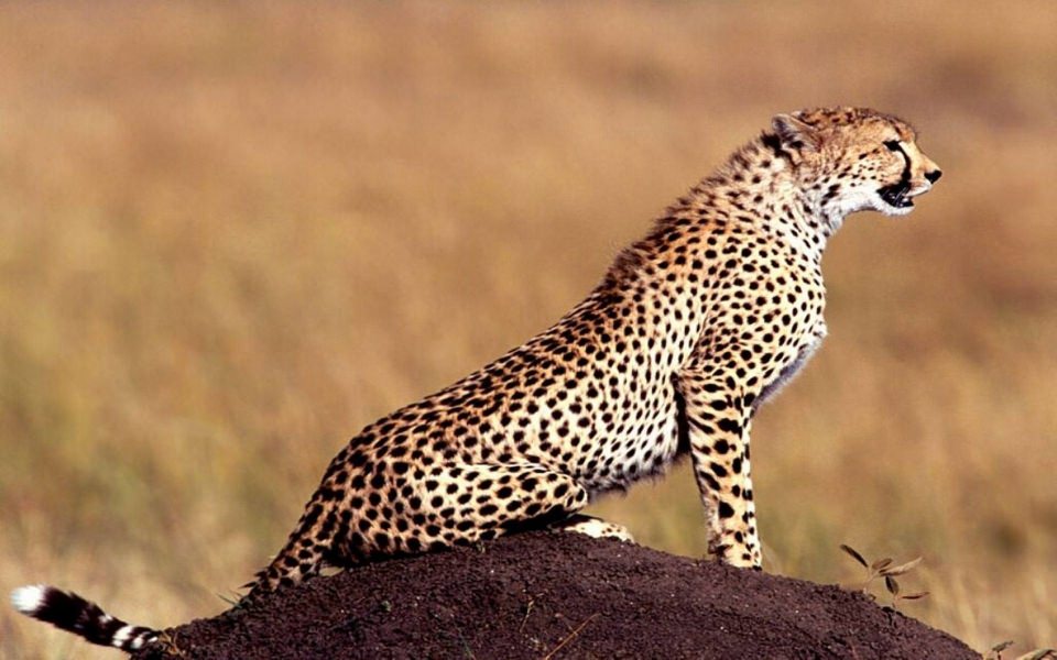 Download Cheetah Wallpaper Animal HD Wallpapers wallpaper