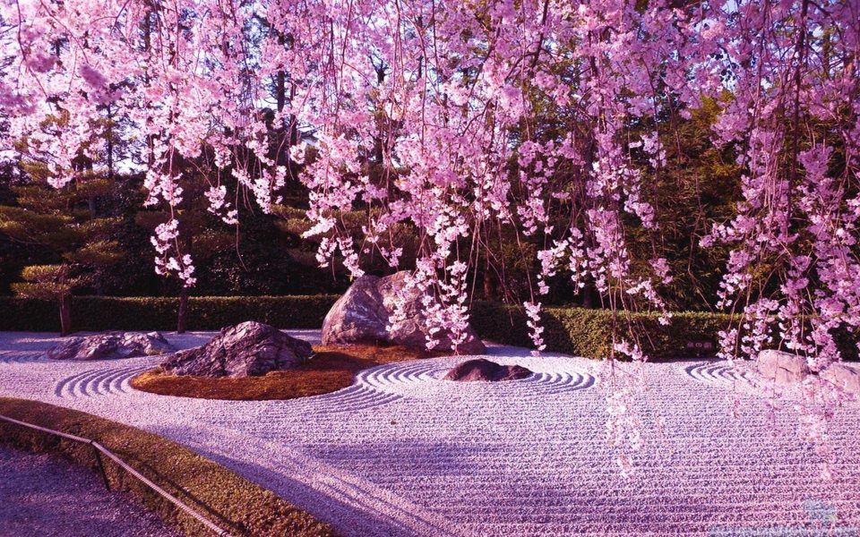 Download Cherry Blossom Lake Japan wallpaper