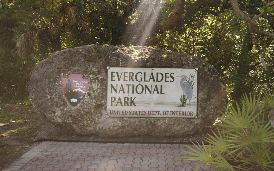Download Exploring Everglades National Park in Miami wallpaper