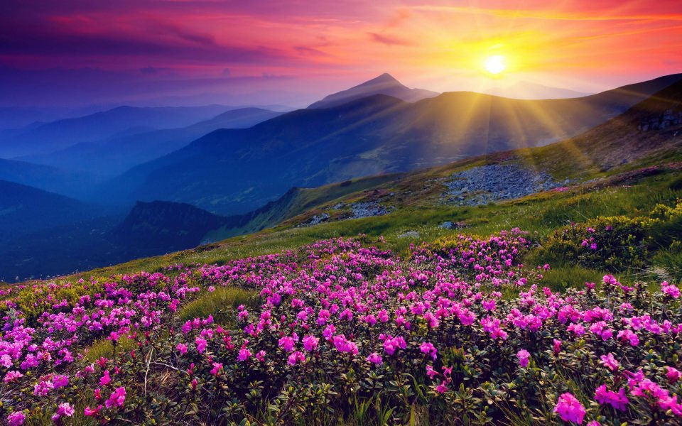Download Flowers Hills Landscape Sunrise Wallpapers HD Free wallpaper