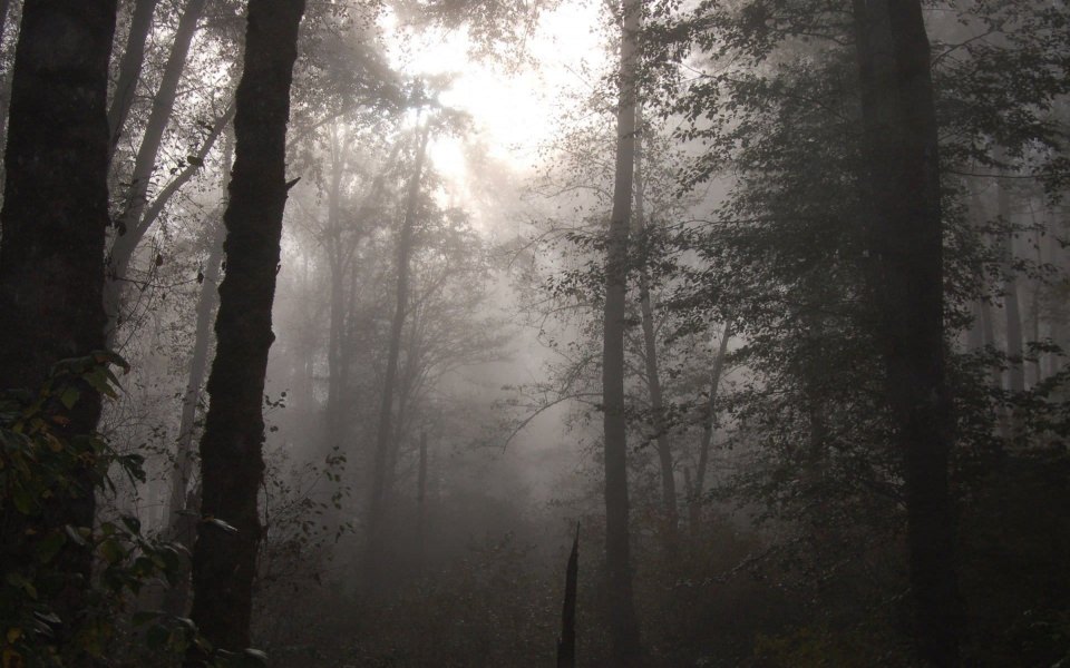 Download Foggy Forest Wallpapers Tags wallpaper