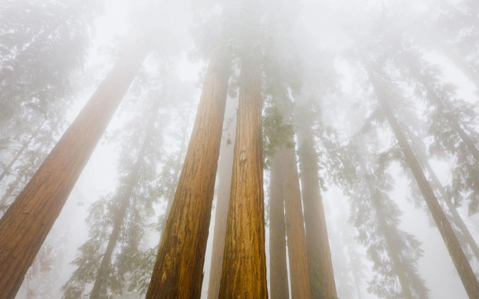 Download Foggy Sequoias Sequoia National Park wallpaper