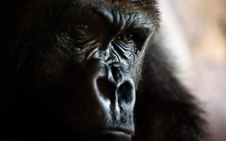 Download Gorilla Animal Photos wallpaper