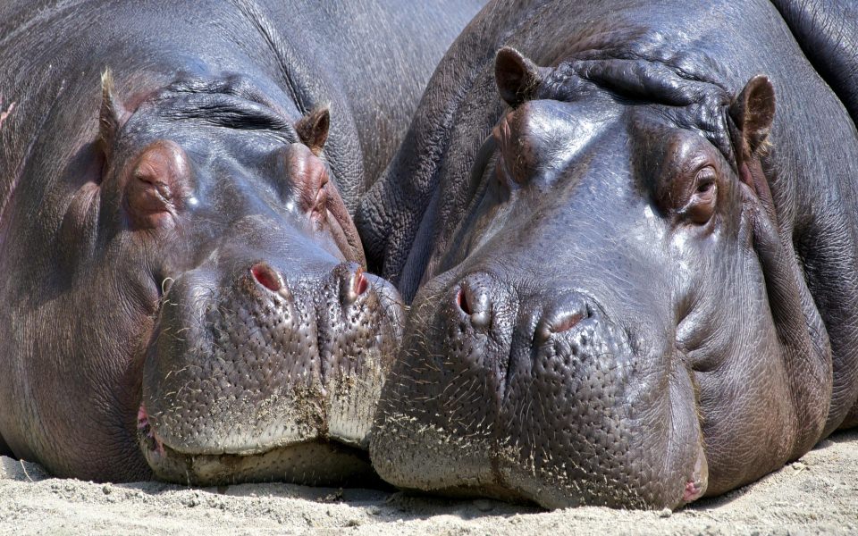 Download Hippopotamus Laying on Ground Photos wallpaper
