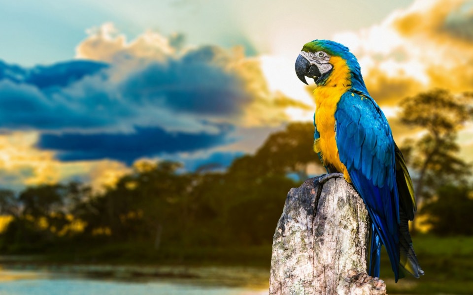 Download Macaw Parrot 2020 Pics wallpaper