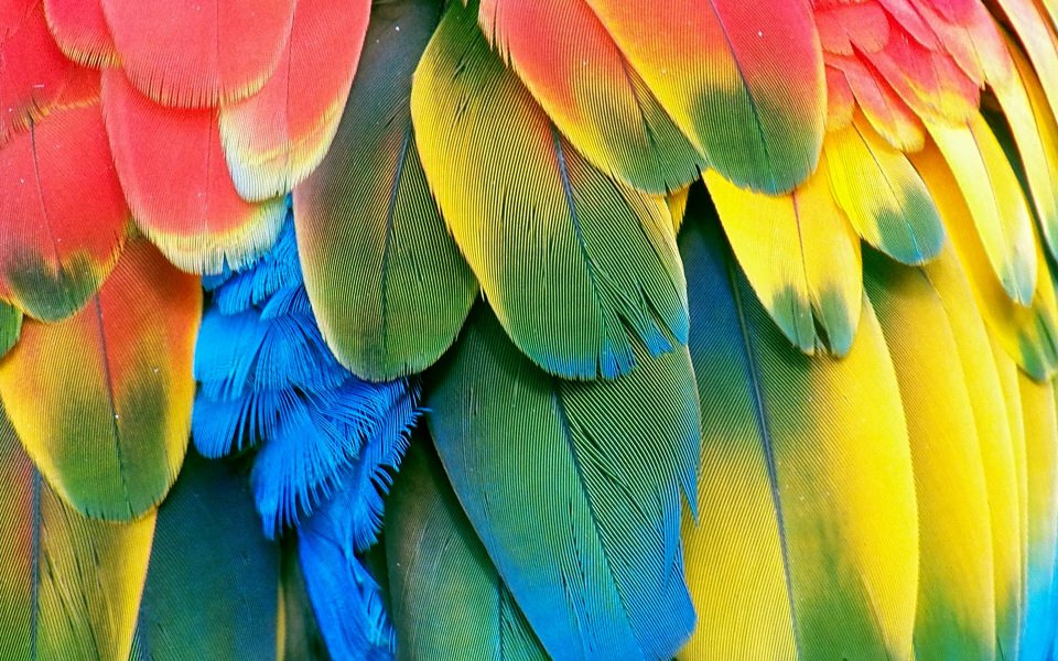 Download Macaw parrot bird cute pics wallpaper