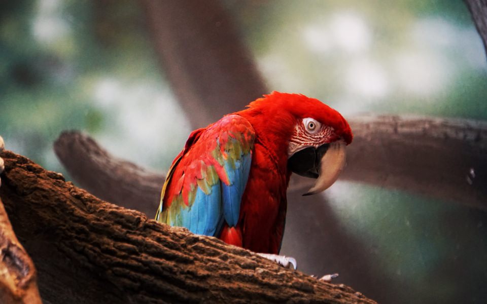 Download Macaw Parrot Closeup HD Birds 4k wallpaper