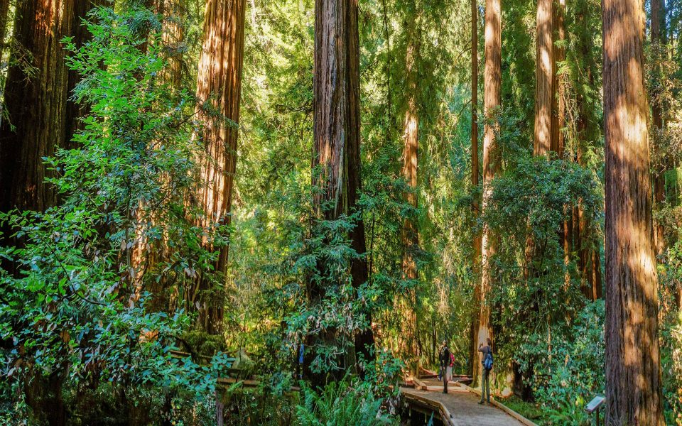 Download Northern California Redwoods Map wallpaper