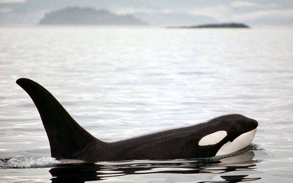 Download orca wallpaper Animal Backgrounds wallpaper