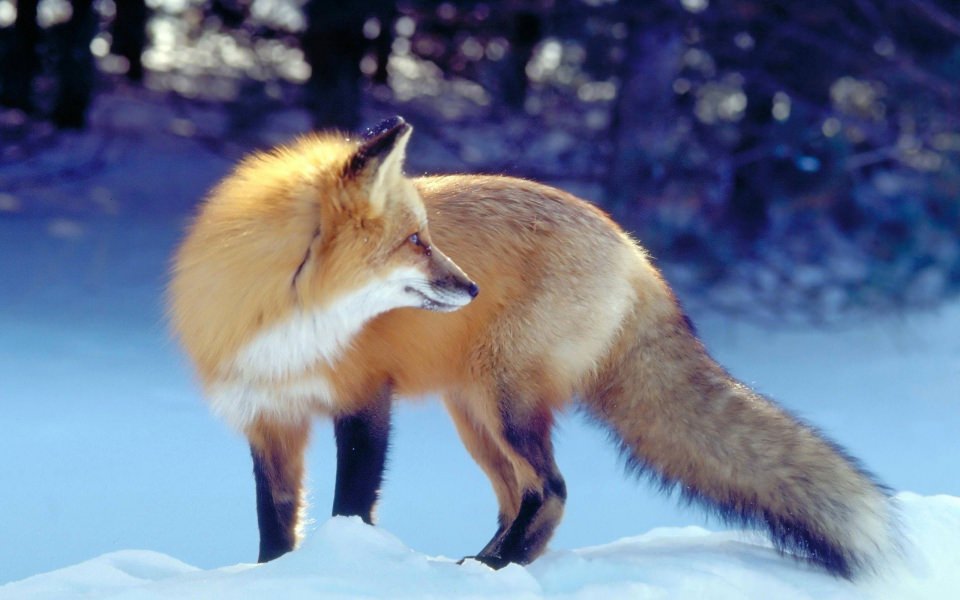 Download Red Fox in Snow Wallpapers wallpaper